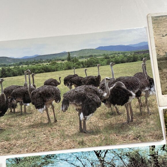 Ostrich Postcard Lot 12pcs Ephemera Paper Crafts Scrapbooking - Picture 8 of 13